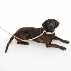 Nomad Tales Calma Halsband, Sand 33 Nomad Tales Calma Halsband, Sand -Hunter Verkoop 2024 325903 calma l sand fg 7971 5