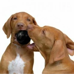 KONG Extreme Ball 10 KONG Extreme Ball -Hunter Verkoop 2024 326029 kong extreme ball hunde 102012 copy 6