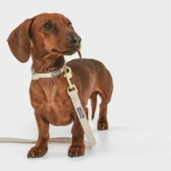 Nomad Tales Calma Halsband, Sand 32 Nomad Tales Calma Halsband, Sand -Hunter Verkoop 2024 326198 326096 nomad tales calma halsband ebony 03 4