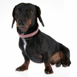 Nomad Tales Calma Halsband, Burgundy -Hunter Verkoop 2024 326204 calma m fg 7337 8