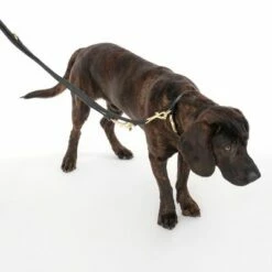 Nomad Tales Calma Halsband, Ebony -Hunter Verkoop 2024 326805 calma l ebony fg 7938 1