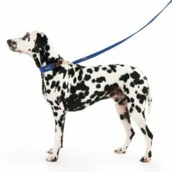 Hondenriem Nomad Tales Bloom, Sapphire 18 Hondenriem Nomad Tales Bloom, Sapphire -Hunter Verkoop 2024 326810 328197 bloom l fg 7599 7