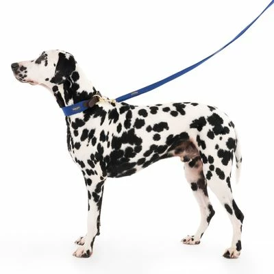 Hondenriem Nomad Tales Bloom, Sapphire 5 Hondenriem Nomad Tales Bloom, Sapphire - Afbeelding 3