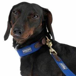 Hondenriem Nomad Tales Bloom, Sapphire 19 Hondenriem Nomad Tales Bloom, Sapphire -Hunter Verkoop 2024 327096 328196 bloom xs fg 7379 2