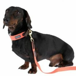 Nomad Tales Bloom Halsband, Coral 38 Nomad Tales Bloom Halsband, Coral -Hunter Verkoop 2024 328496 328200 bloom xs fg 7421 3