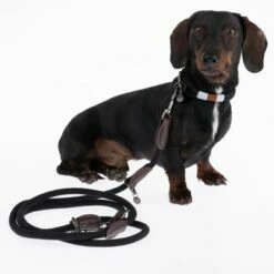 Nomad Tales Spirit Halsband, Ebony 29 Nomad Tales Spirit Halsband, Ebony -Hunter Verkoop 2024 329001 329396 spirit xs fg 7728 6