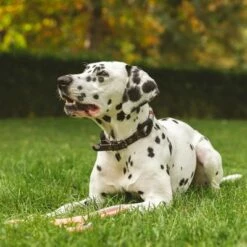 Nomad Tales Spirit Halsband, Ebony 19 Nomad Tales Spirit Halsband, Ebony -Hunter Verkoop 2024 329196 nomad tales halsband leine ebony 02 7