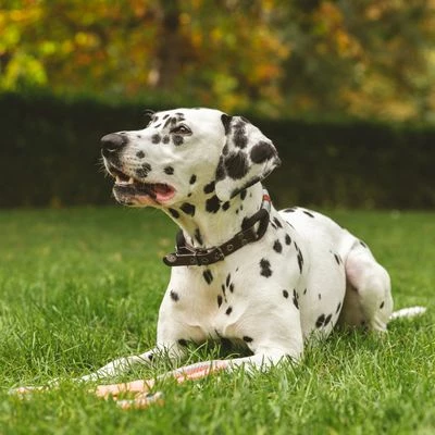 Nomad Tales Spirit Halsband, Ebony 4 Nomad Tales Spirit Halsband, Ebony - Afbeelding 2