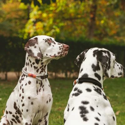 Nomad Tales Spirit Halsband, Ebony 9 Nomad Tales Spirit Halsband, Ebony - Afbeelding 7