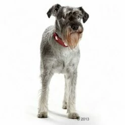 Hunter Halsband Swiss -Hunter Verkoop 2024 36707 hunter halsband swiss hund 05 2013 4