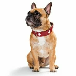 Hunter Set: Halsband Swiss + Hondenriem Swiss -Hunter Verkoop 2024 36707 hunter swiss3 3 1