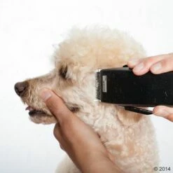 Tondeuse Moser Rex -Hunter Verkoop 2024 465375 schermaschine moser rex 05 2