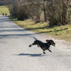 Hondenschoen S & P Boots -Hunter Verkoop 2024 52149 hundeschuhe xs fg 0890 4