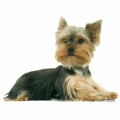 Royal Canin Yorkshire Terriër Junior Hondenvoer -Hunter Verkoop 2024 60132 rc yorki junior 1