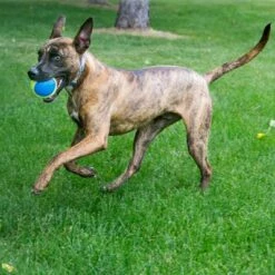 KONG Ultra SqueakAir Ball 10 KONG Ultra SqueakAir Ball -Hunter Verkoop 2024 617250 kong ultra squeakair balls 03 9