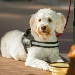 Julius K9 JULIUS-K9 IDC®-Powertuigje - Zwart -Hunter Verkoop 2024 65902 julius k9 idc powergeschirr schwarz hs10 7