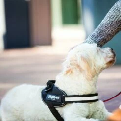 Julius K9 JULIUS-K9 IDC®-Powertuigje - Zwart -Hunter Verkoop 2024 65902 julius k9 idc powergeschirr schwarz hs8 3