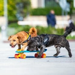 Julius K9 JULIUS-K9 IDC®-Powertuigje - Zwart -Hunter Verkoop 2024 65902 julius k9 idc powergeschirr schwarz hs9 9