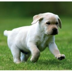 Voordeelpakket Rocco Junior 24 X 400 G 19 Voordeelpakket Rocco Junior 24 X 400 G -Hunter Verkoop 2024 66874 rocco welpe 1