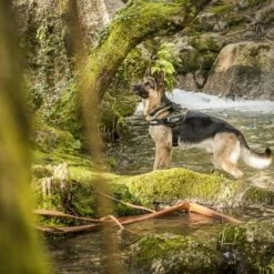 Julius K9 JULIUS-K9 IDC®-Powertuigje - Camouflage -Hunter Verkoop 2024 74075 julius k9 idc powergeschirr camouflage 4 3