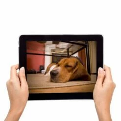 EYENIMAL PET VISION LIVE FULL HD-camera 10 EYENIMAL PET VISION LIVE FULL HD-camera -Hunter Verkoop 2024 81913 eyenimal pet vision live camera ip tablette 8