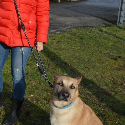 Julius K9 JULIUS-K9 IDC® Verstelbare Hondenriem 4 Julius K9 JULIUS-K9 IDC® Verstelbare Hondenriem - Afbeelding 2