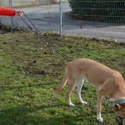 Julius K9 JULIUS-K9 IDC® Verstelbare Hondenriem 17 Julius K9 JULIUS-K9 IDC® Verstelbare Hondenriem -Hunter Verkoop 2024 89698 juliusk9 idcadjustableropeleash hs 13 2