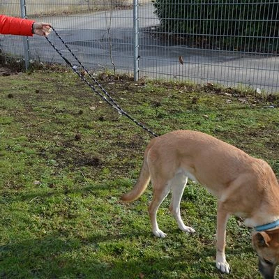 Julius K9 JULIUS-K9 IDC® Verstelbare Hondenriem 9 Julius K9 JULIUS-K9 IDC® Verstelbare Hondenriem - Afbeelding 7