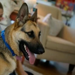 PetSafe Huisdierklep Extreme Weather -Hunter Verkoop 2024 petsafe hundeklappe extremeweather hs 03 1