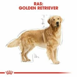 Royal Canin Golden Retriever Adult Hondenvoer 14 Royal Canin Golden Retriever Adult Hondenvoer -Hunter Verkoop 2024 rc bhn goldenretriever cv eretailkit 1 nl nl 3