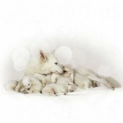 Royal Canin Babydog Milk -Hunter Verkoop 2024 rc dogmilk 3 1