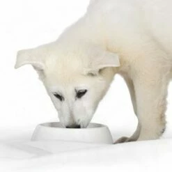 Royal Canin Starter Mousse Mother & Babydog Hondenvoer -Hunter Verkoop 2024 rc mousse 0 2