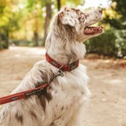 Hondenriem Nomad Tales Blush, Rosé 20 Hondenriem Nomad Tales Blush, Rosé -Hunter Verkoop 2024 v325600 325601 nomadtales blush hundeleine rose hs 09 2